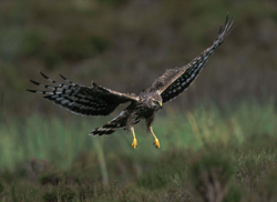 hen-harrier-female-flight.jpg