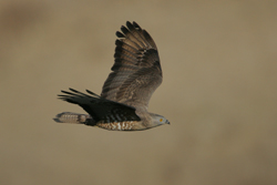 honey-buzzard-adult-male-1--nlfptg.jpg