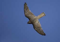 merlin-female-flight-icelan.jpg