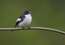 pied-flycatcher-male-08-kei-56m5tQ.jpg