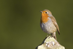 robin-cumbria-2007-keith-of.jpg