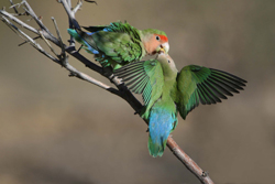 rosy-faced-lovebirds-namibi.jpg