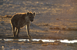 spotted-hyena-namibia-021.jpg