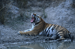 tigerkeithoffordweb250.jpg