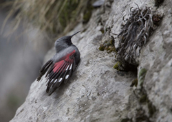 wallcreeper-male-pyrenees-0.jpg