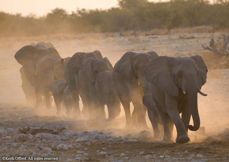 African Elephants 1