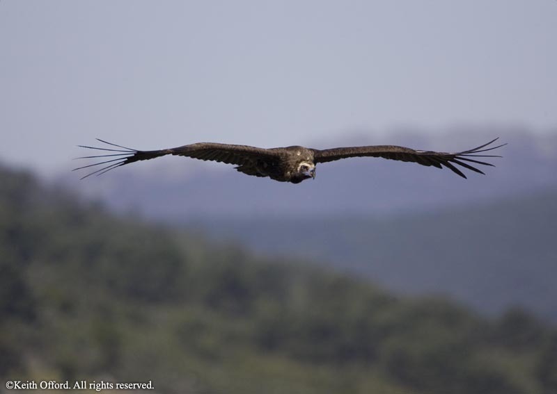 European Black Vulture